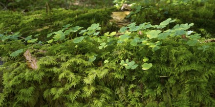 Clover (Trifolium) in the forest, clover leaves, clover view, Upper Bavaria, Bavaria, Germany