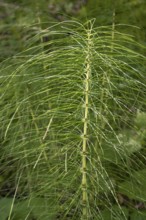 Fern, close-up, wetland, Mangfall Mountains, Rottach-Egern, Upper Bavaria, Bavaria, Germany