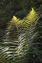 Fern against light, close-up, wetland, Mangfall Mountains, Rottach-Egern, Upper Bavaria, Bavaria,