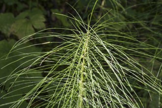 Fern, close-up, wetland, Mangfall Mountains, Rottach-Egern, Upper Bavaria, Bavaria, Germany