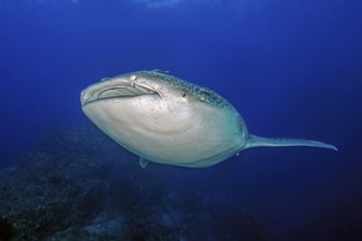Underwater photo of Great Whale Shark (Rhincodon type) plankton-eater swimming past coral reef