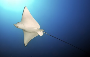 Underwater photo of bright white underside of spotted eagle ray (Aetobatus ocellatus) swimming in