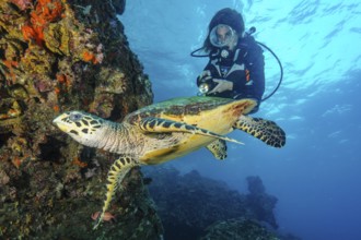 Underwater photo viewed up close by diver Hawksbill turtle (Eretmochelys imbricata) swimming on