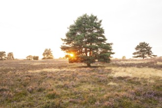 Glowing heath in the quiet summer evening of the Behringer Heide
