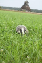 Quiet badger in the green grass of the LÃ¼neburger Heide