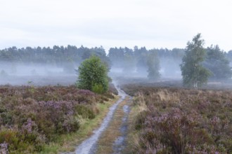 Soft morning fog in the Behringer Heide in late summer, early fog over the quiet LÃ¼neburger Heide