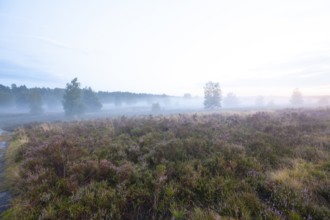 Soft morning fog in the Behringer Heide in late summer. Early fog over the quiet LÃ¼neburger Heide