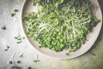 Fresh micro-greenery, on a plate, top view, no people