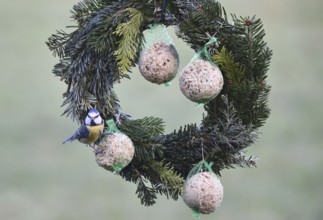 Blue tits (Cyanistes caeruleus) eat suet balls on a Christmas wreath, Schleswig-Holstein, Germany