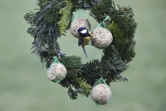 Great tit, (Parus major) eats suet dumplings on a Christmas wreath, Schleswig-Holstein, Germany
