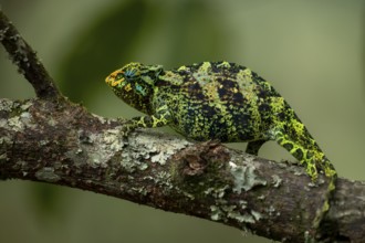 Three-horned chameleon (Trioceros jacksonii), female, Bwindi Impenetrable Forest National Park,