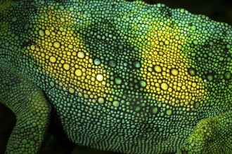 Detail, skin of a three-horned chameleon (Trioceros jacksonii), male, Bwindi Impenetrable Forest