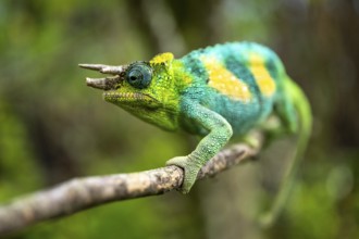 Three-horned chameleon (Trioceros jacksonii), male, Bwindi Impenetrable Forest National Park,