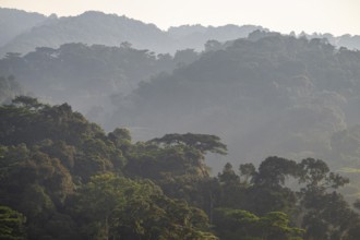Rainforest, jungle, Bwindi Impenetrable Forest National Park, Uganda