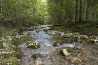 River Rottach, Gebirgsflussw im Wald, Rottach-Egern, Mangfall Mountains, Upper Bavaria, Bavaria,