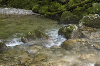 Rottach river, mountain river in the forest, Rottach-Egern, Mangfall Mountains, Upper Bavaria,