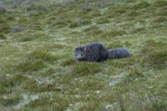 Wombat baby follows his mother in the grasslands of Cradle Mountains National Park in Tasmania,