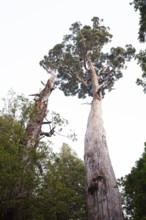 A very large and old King Billy pine (Athrotaxis selaginoides) an ancient conifer in Cradle