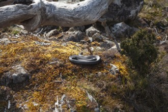 Curled snake (Tiger Snake) in the sun on the way in Cradle Mountains National Park, Tasmania,