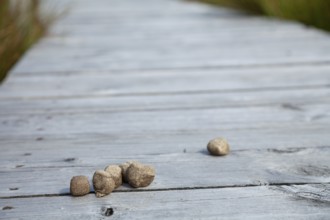 Cube-shaped wombat poop on the hiking wooden walkway in Cradle Mountain National Park in Tasmania,