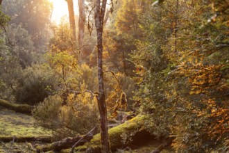 Tasmanian deciduous tree (Nothofagus gunnii) at sunrise, with illuminated sun and beautiful morning