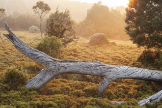 Dead wood of King Billy pine at sunrise. Morning atmosphere with dead wood in Cradle Mountains