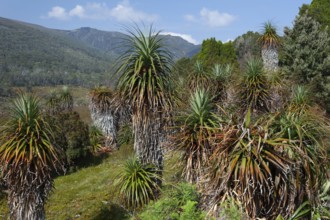 Endemic pandani giant grass tree in the valley in Cradle Mountains National Park in Tasmania,