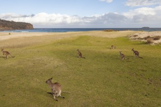 Kangaroos on the beach. Pebbly Beach natural paradise on Australia's east coast