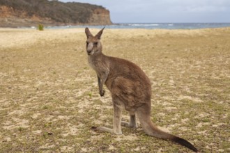 Kangaroo on the beach. Pebbly Beach natural paradise on Australia's east coast