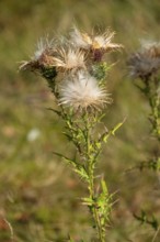 Common thistle (Cirsium vulgare), seed stand, Netherlands