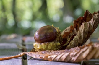 Horse chestnut (Aesculus) with broken skin on a wooden bench, MÃ¼nsterland, North Rhine-Westphalia,
