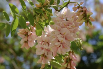 Bristly black locust (Robinia hispida), flower, Silves, Algarve, Portugal