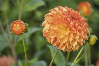 Dahlia (Dahlia), North Rhine-Westphalia, Germany