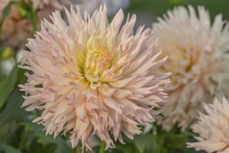 Deer antler dahlia, Hapet Champagne variety, MÃ¼nsterland, North Rhine-Westphalia, Germany