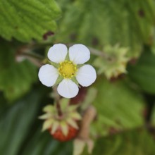 Forest strawberry (Fragaria vesca), in bloom, wild strawberry blossom, close-up, Wilnsdorf, North