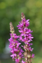 Common willow (Lythrum salicaria), flower, blooming, Wilnsdorf, North Rhine-Westphalia, Germany