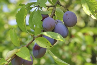Plum, plum (Prunus domestica), ripe fruit on the tree, autumn, Wilnsdorf, North Rhine-Westphalia,