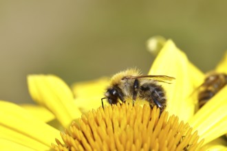 Field bumblebee (Bombus pascuorum) collecting nectar at the flower of a coneflower (Echinacea),