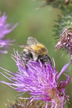 Field bumblebee (Bombus pascuorum), collecting nectar at the flower of a thistle (Cirsium vulgare),