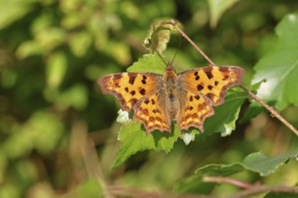 C-butterfly (Polygonia c-album), with opened wings on a birch leaf (Betula), Wilnsdorf, North