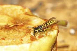 Saxon wasp (Dolichovespula saxonica) licks sap from the wound of a ripe apple, Wilnsdorf, North