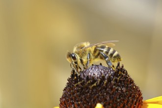 European honey bee (Apis mellifera), collecting nectar from a flower of yellow coneflower
