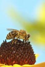 European honey bee (Apis mellifera), collecting nectar from a flower of yellow coneflower