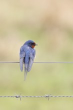 Barn swallow (Hirundo rustica) sitting on a pasture fence, wildlife, animals, birds, swallows,