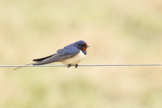 Barn swallow (Hirundo rustica) sitting on a pasture fence, wildlife, animals, birds, swallows,