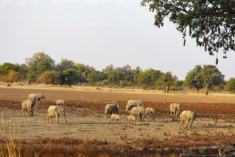 African Elephant (Loxodonta africana) Famioey Zambia