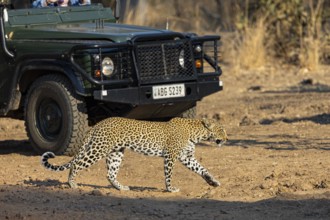 Leopard (Panthera pardus) female safari car Zambia