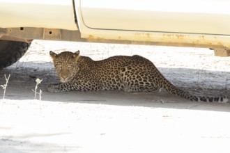 Leopard (Panthera pardus) 12 month old hides under safari vehicle Zambia