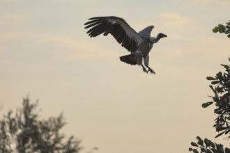 White-backed Vulture (Gyps bengalensis) Zambia