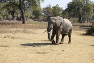 African elephant (Loxodonta africana) male Zambia